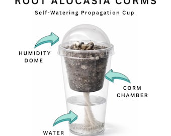 Knollenbeker met deksel | Zelfwatergevend startsysteem voor vermeerdering