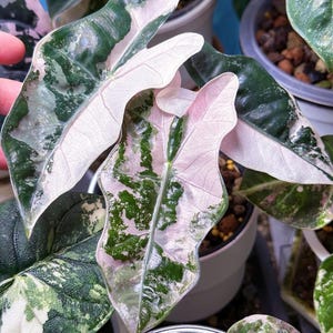 アロカシア ノビリス ピンク 斑入り Alocasia nobilis pink variegated - Etsy 日本