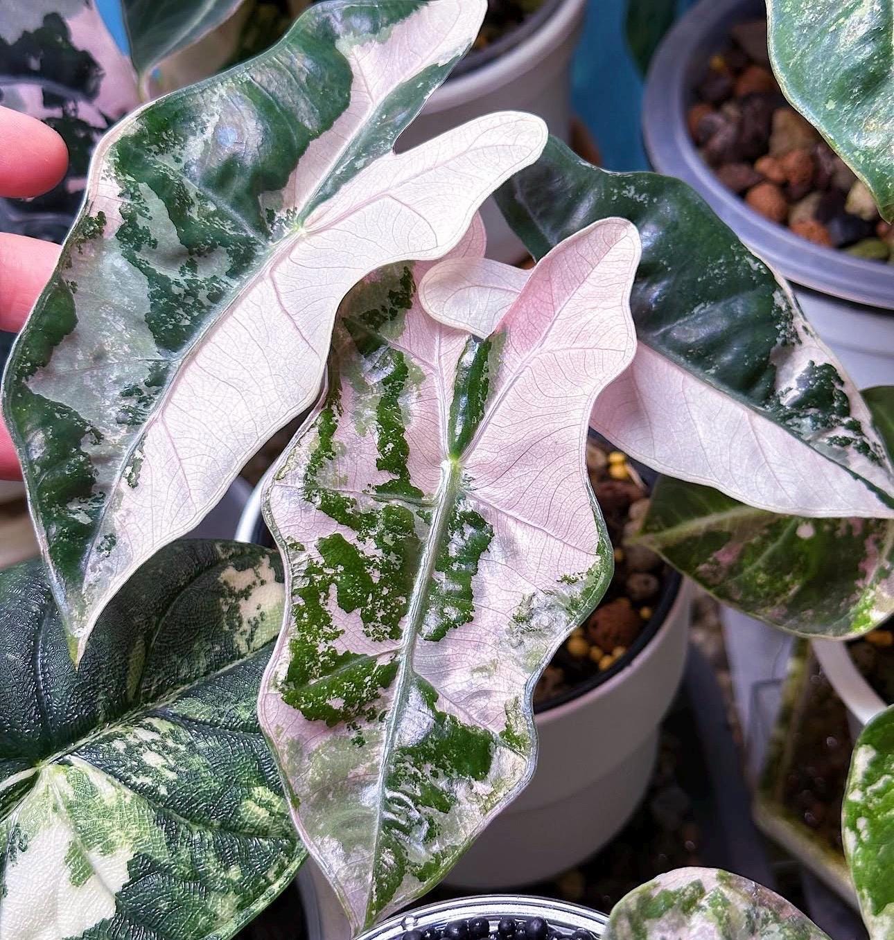 Alocasia sanderiana - Etsy 日本