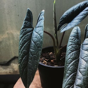 Alocasia nebula - Etsy 日本