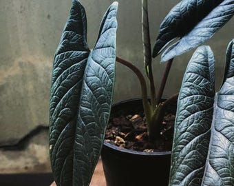 Alocasia Scalprum Corm | Alokazja wąskolistna | Aroid żywy | Łatwa roślina do uprawy