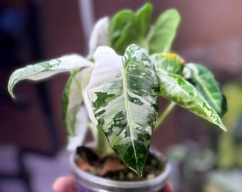 RARE Variegated Alocasia 'longiloba Lemon Lime' Pup Neon Green