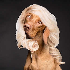 Hair of the Dog Collage Art Print Digital Art Funny Art Dog Art Digital Collage Artwork Dogs Home Decor
