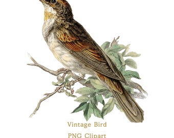 Sångfågel Vintage botanisk illustration transparent fågel PNG liten fågel Clipart kommersiellt bruk utskrivbar väggkonst sublimeringsdesign