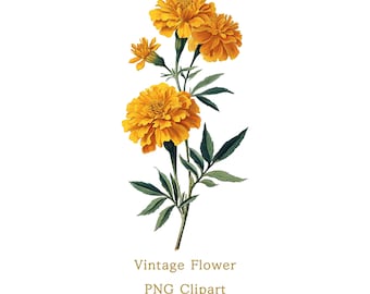Marigold Vintage Botanical Illustration PNG Yellow Flower Clipart Floral Printable Design Element Commercial Use