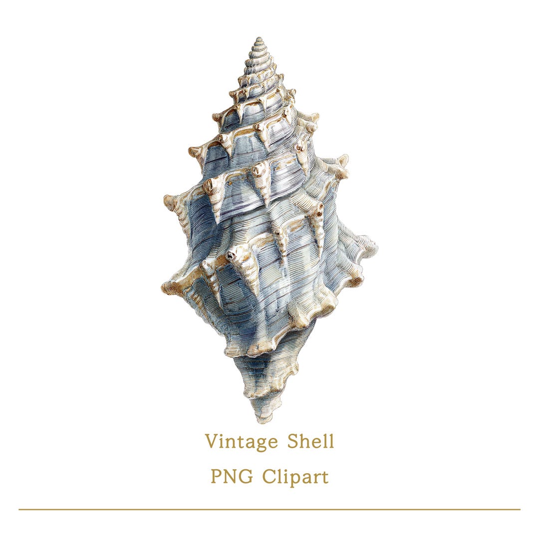 Spiky Concor Shell Spiky Conch Shell Clipart PNG Vintage Ocean Shell Illustration ...