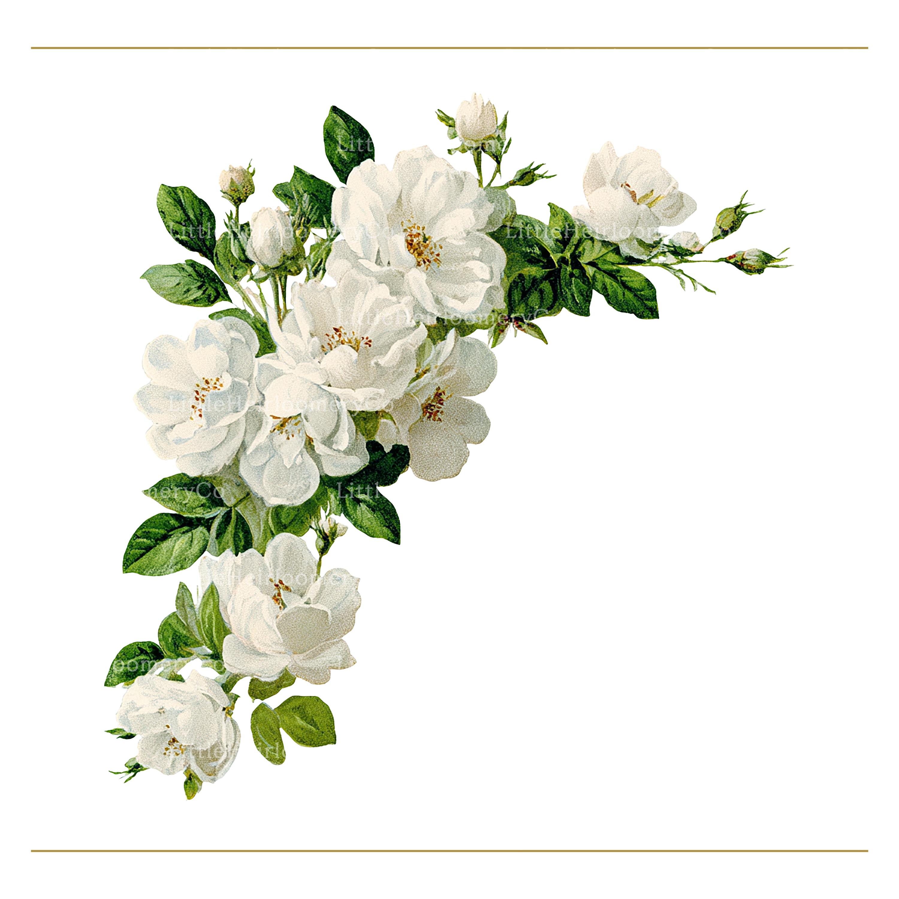 White Roses Corner Real White Rose Floral Corner PNG Bundle Elegant Botanical Floral Clipart - Etsy