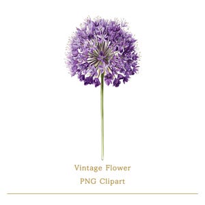 Peut inclure: Illustration à l'aquarelle d'une fleur d'ail pourpre avec une tige verte. La tête de la fleur est un groupe sphérique de petites fleurs en forme d'étoile. Le texte "Vintage Flower PNG Clipart" est en dessous.