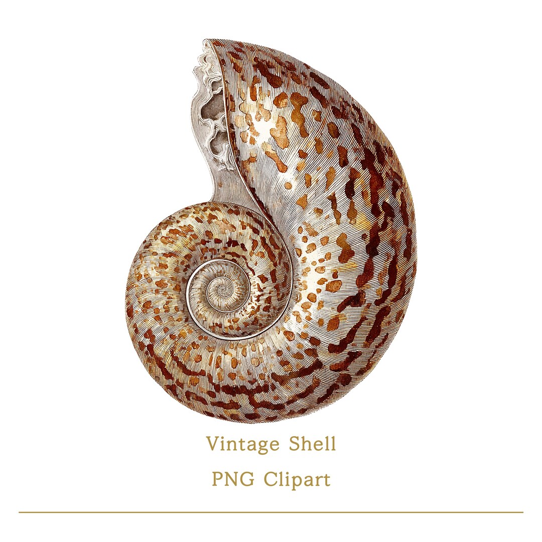 Nautilus Shell Clipart PNG Vintage Spiral Shell Illustration ...