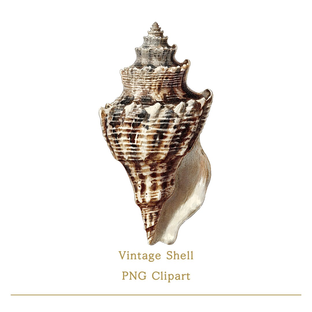 Whelks Shell Vector Whelk Shell Clipart PNG Vintage Sea Shell Illustration Transparent PNG ...