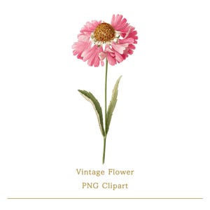 May include: A vintage-style illustration of a pink flower with a brown center and green stem and leaves. The flower is in full bloom, with delicate petals. The text "Vintage Flower PNG Clipart" is below the flower.