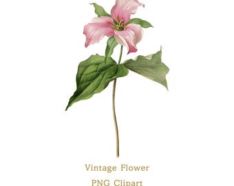 Pink Trillium Flower Clipart PNG Vintage Botanical Flower Illustration Printable Wall Art Wedding Invitations