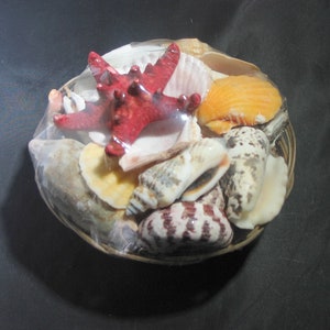 BASKET w/Sea Shells- Jersey Shore Estate Find