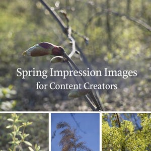 Könnte beinhalten: Ein zusammengesetztes Bild mit Frühlingsmotiven. Der obere Teil zeigt eine Nahaufnahme eines knospenden Zweigs mit roten und grünen Farbtönen. Der Text "Spring Impression Images for Content Creators" ist zu sehen. Der untere Teil zeigt drei weitere Naturszenen.