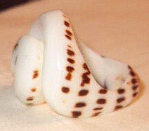 Statement Ring, Shell Carved Ring, Statement Ring… - image 4
