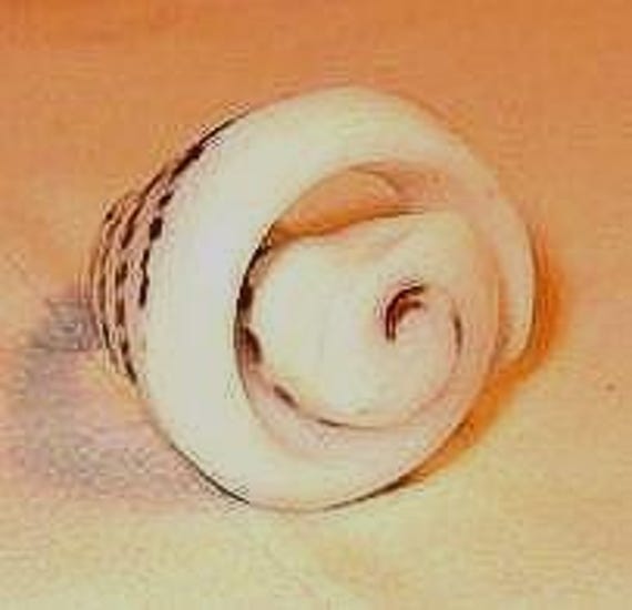 Statement Ring, Shell Carved Ring, Statement Ring… - image 1