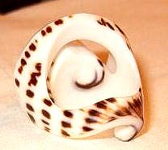 Statement Ring, Shell Carved Ring, Statement Ring… - image 3