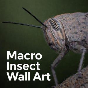 May include: Close-up macro image of a grasshopper's head, highlighting its detailed eyes and antennae. The insect displays brown and grey hues, set against a blurred green backdrop. The image includes the text "Macro Insect Wall Art."