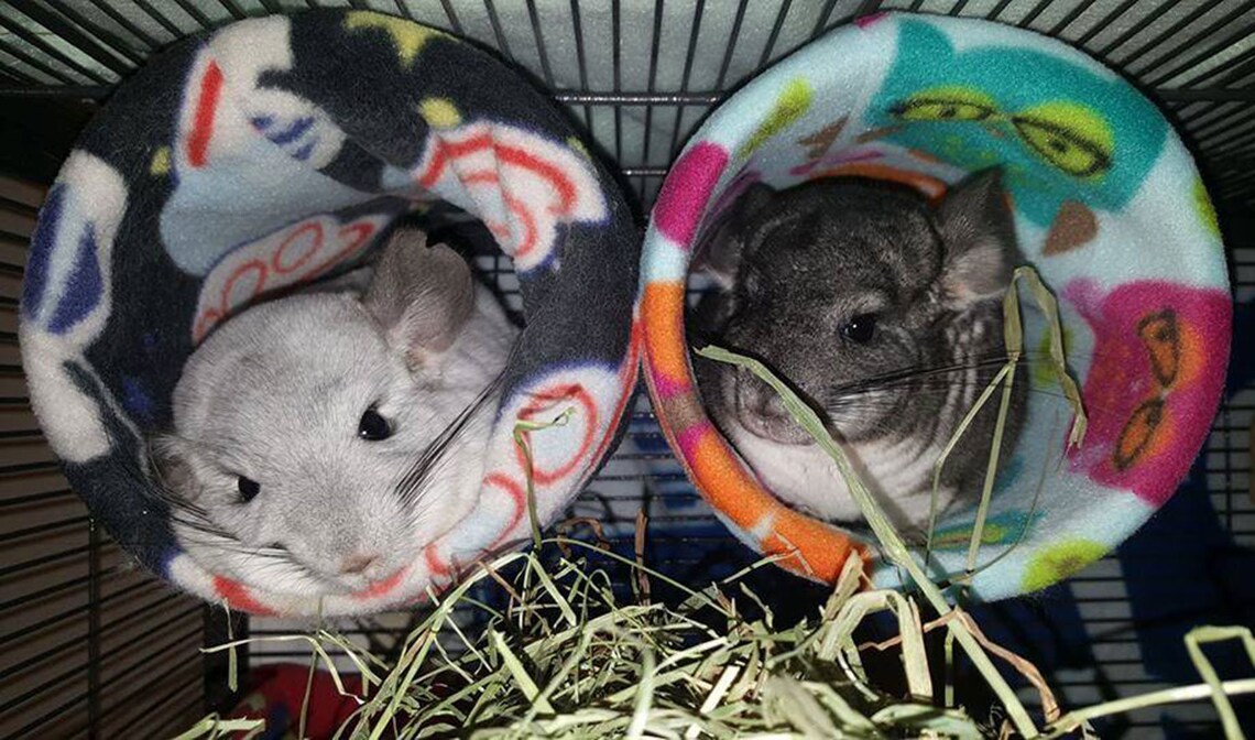 Chinchilla Cuddle Tube PVC tube Critter Tube for Cages Etsy