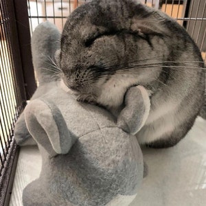 Chinnie-Buddie pour chinchillas, animaux de compagnie de poche et autres. image 1