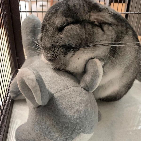 Chinnie-Buddie for Chinchillas, Pocket Pets and others.