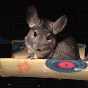 May include: A gray chinchilla sitting on a yellow and blue fleece hammock with a colorful design. The hammock is hanging in a cage.