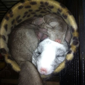 Könnte beinhalten: Zwei Chinchillas kuscheln sich in einem Schlafsack mit Leopardenmuster. Das Chinchilla oben ist grau und weiß, während das Chinchilla unten grau ist.