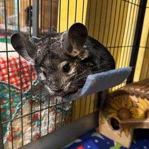 May include: A black and gray chinchilla is resting on a blue fabric hammock inside a cage. The chinchilla has large ears and a fluffy tail.
