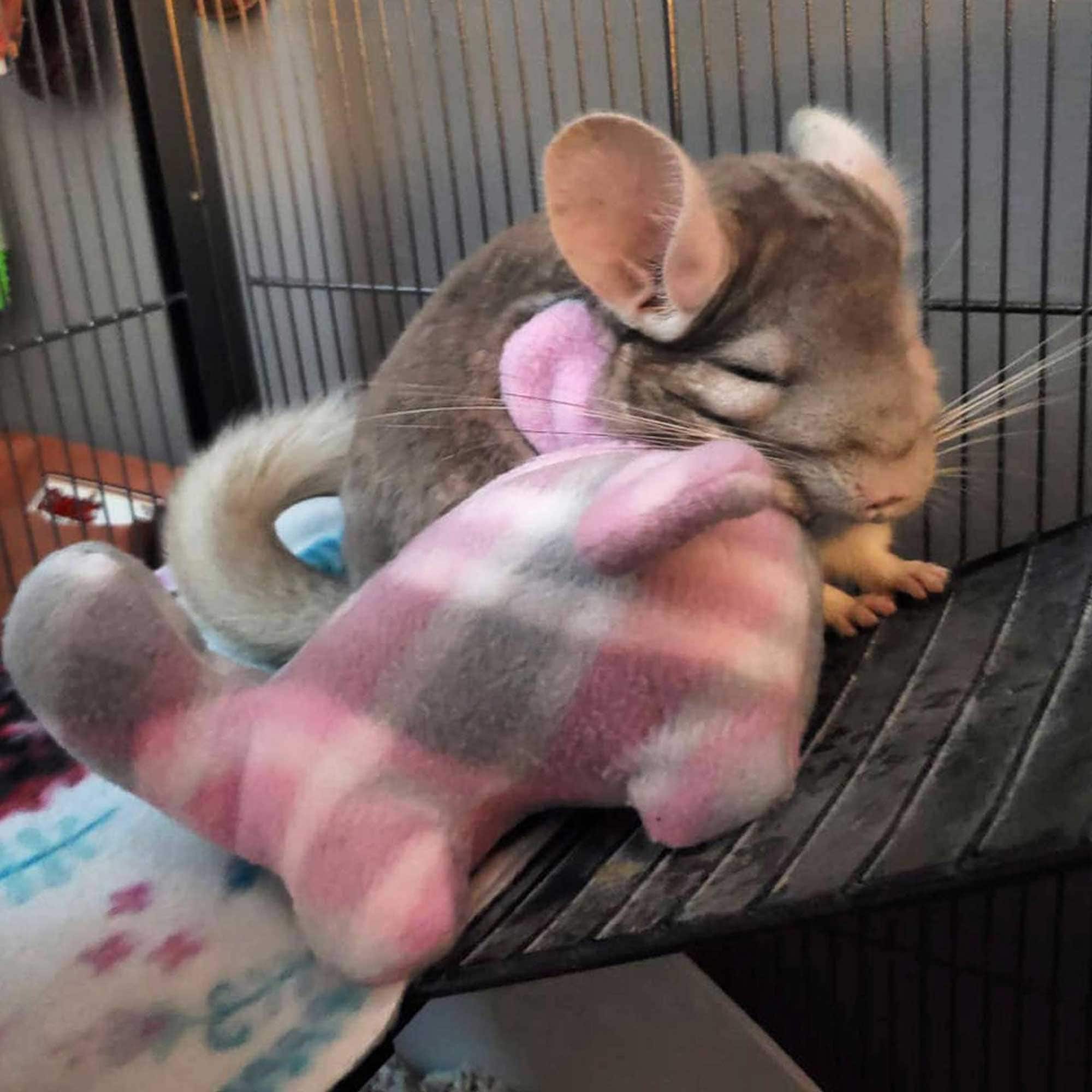 Fur Minnie Chinchilla ChinChic - Main Image