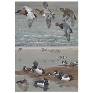 Può includere: Una stampa con un'illustrazione ad acquerello di anatre in volo e a riposo. Le anatre hanno vari colori, tra cui grigio, marrone, nero e bianco. Lo sfondo raffigura acqua e una costa con erba alta.