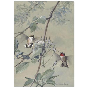 Può includere: Stampa ad acquerello di colibrì vicino a un nido con uova. Gli uccelli hanno piume verdi e rosse iridescenti, con segni bianchi e neri. Il nido è in un ramo frondoso, con uno sfondo morbido e attenuato.