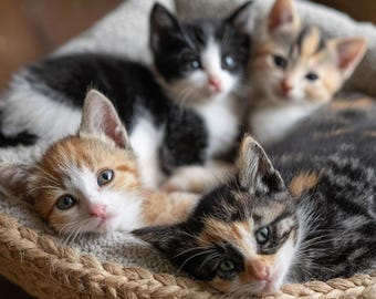 Recepta na antybiotyk dla kotów bez recepty