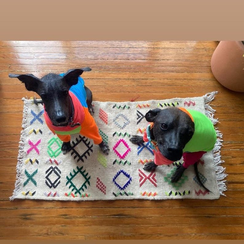 May include: Two black dogs wearing colorful dog sweaters, posing on a small, patterned rug. The sweaters are a mix of bright colors like blue, orange, and green. The rug has geometric designs in various colors.