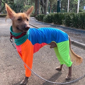May include: A light brown dog wearing a colorful jumpsuit. The jumpsuit is divided into sections of blue, orange, pink, and green. The dog is on a leash and standing on a paved path in a park.