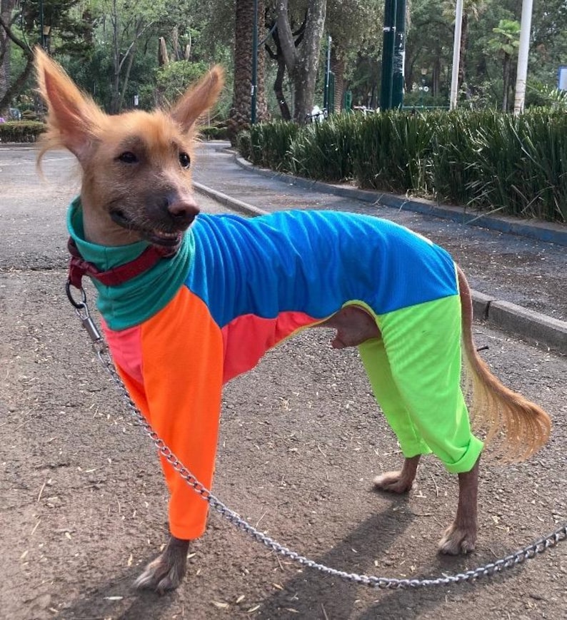 May include: A light brown dog wearing a colorful jumpsuit. The jumpsuit is divided into sections of blue, orange, pink, and green. The dog is on a leash and standing on a paved path in a park.