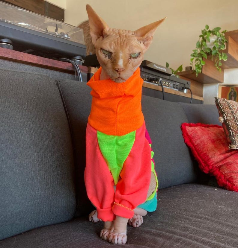 May include: A Sphynx cat wearing a vibrant, color-blocked jumpsuit. The outfit features a bright orange hooded top, neon green and pink panels, and matching cuffs. The cat is seated on a dark gray sofa, with a stern expression.