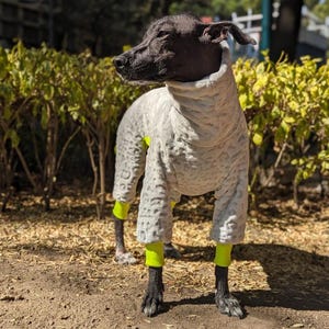 Puede incluir: Un perro sin pelo con un mono gris claro y texturizado con puños amarillo neón. El perro está de pie sobre tierra y hierba, con arbustos verdes al fondo. La piel del perro es oscura y mira hacia la izquierda.