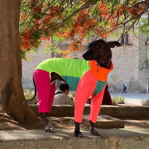May include: A black dog wearing a brightly colored outfit stands outdoors. The outfit is a combination of neon green, orange, teal, and hot pink. The dog is standing on a concrete surface with a tree and building in the background.