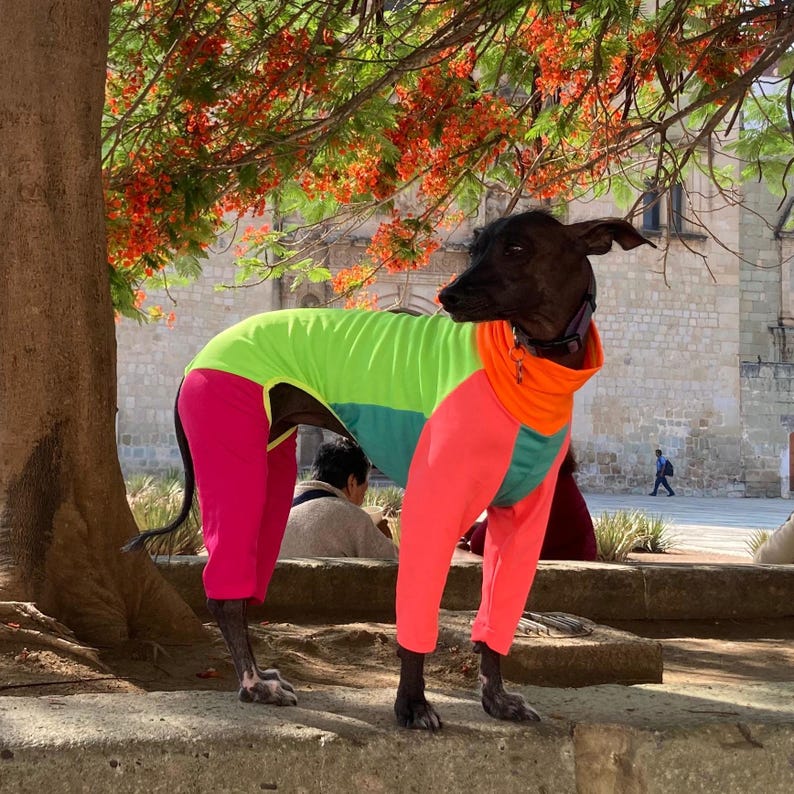 May include: A black dog wearing a brightly colored outfit stands outdoors. The outfit is a combination of neon green, orange, teal, and hot pink. The dog is standing on a concrete surface with a tree and building in the background.