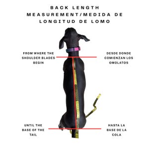 May include: Diagram illustrating how to measure a dog's back length. A black dog is shown with a measuring tape running along its back. Text in English and Spanish indicates the start and end points for the measurement.