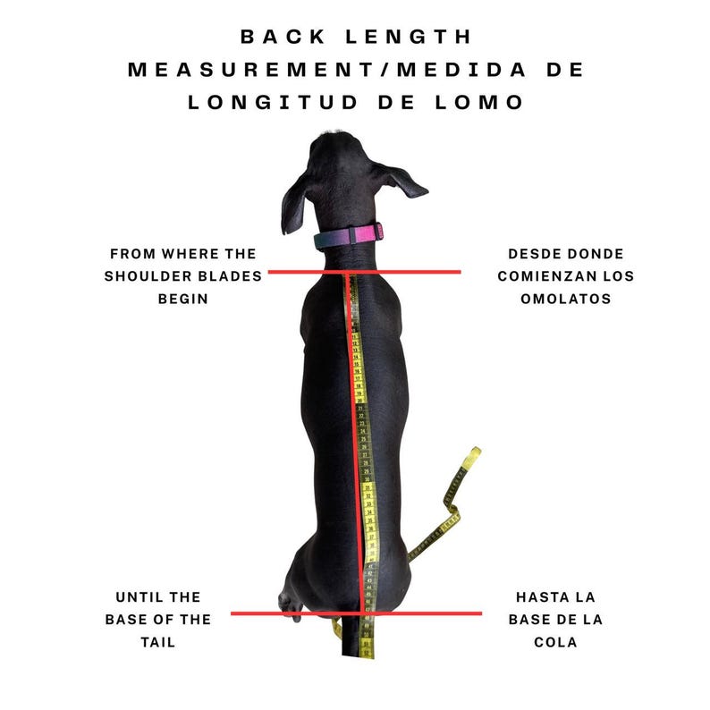 May include: Diagram illustrating how to measure a dog's back length. A black dog is shown with a measuring tape running along its back. Text in English and Spanish indicates the start and end points for the measurement.