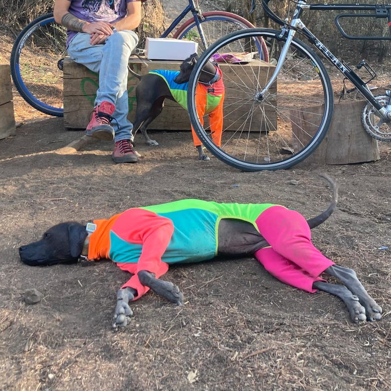 May include: A black dog wearing a colorful jumpsuit with green, blue, orange, and pink panels, lying on the ground. Another dog, similarly dressed, stands nearby. A person sits near bicycles and wooden blocks.