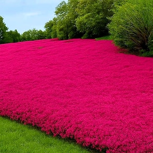 May include: A vibrant field of bright pink flowers blankets a gently sloping hill. Lush green trees and grass frame the colorful floral display under a clear blue sky, creating a picturesque landscape.