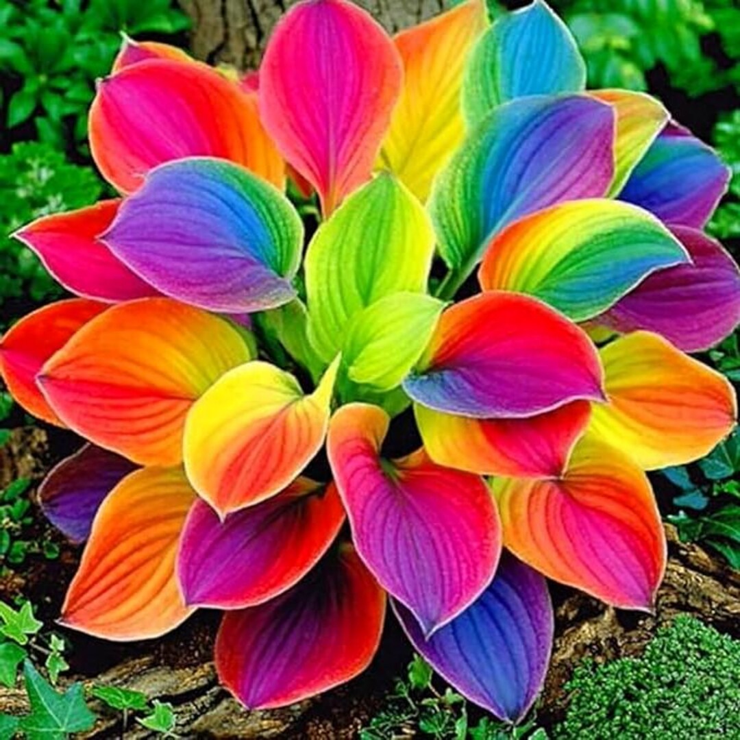 220+ Mixed Color Hosta Seeds | Rare Perennial Shade Plants | Heirloom ...