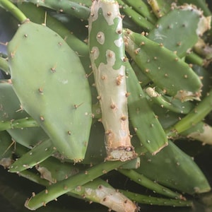 Cyprus Cactus - Etsy