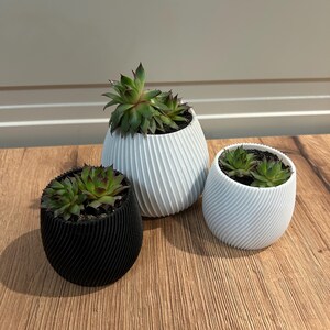 May include: Three small succulent plants in decorative pots. The pots are white, black, and light gray, each with a unique textured, spiral design. The succulents have green and red-tipped leaves, and are set on a wooden surface.