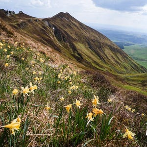 May include: A scenic landscape featuring a mountain slope covered in yellow daffodils and green grass. The background shows a mountain range under a cloudy sky. The image is a nature photograph.