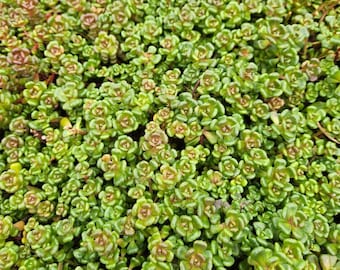 Sedum Oreganum, Oregon Stonecrop