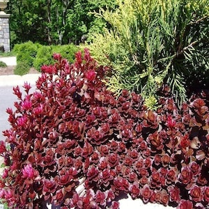 Sedum Dragons Blood