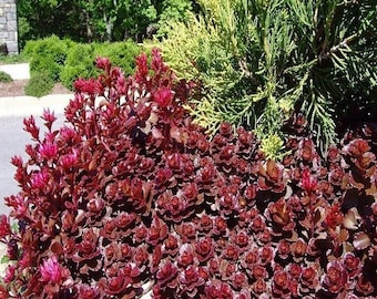 Sedum Dragons Blood